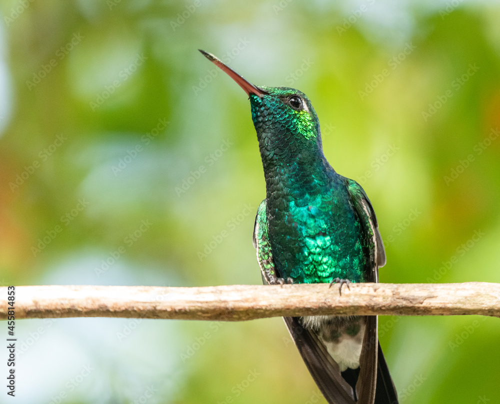 Fototapeta premium Closeup shot of a small hummingbird sitting on a twig