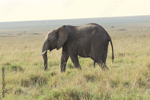 elephants in the savannah © Thushy