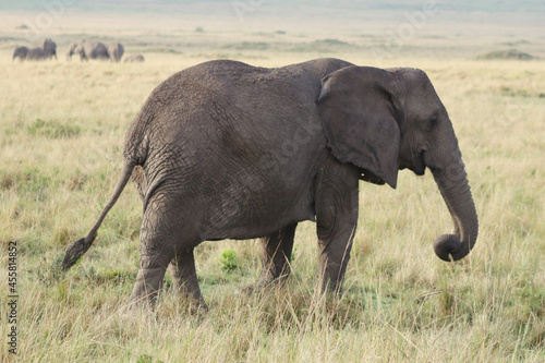 Elephants