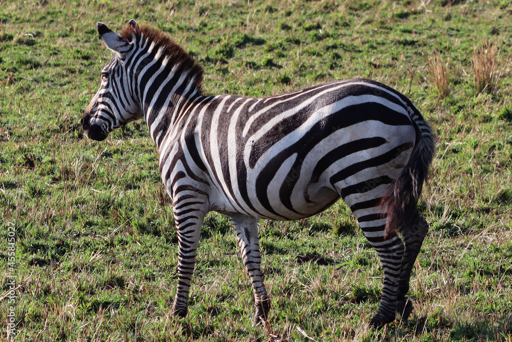 Fototapeta premium zebra in the grass