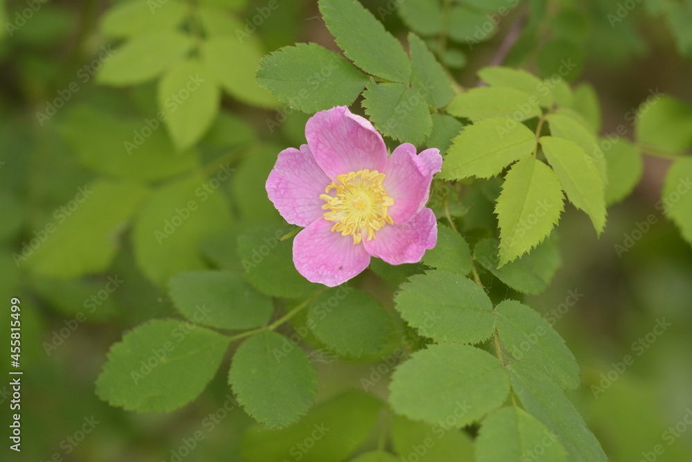 Native rose of Washington state Native rose of Washington state