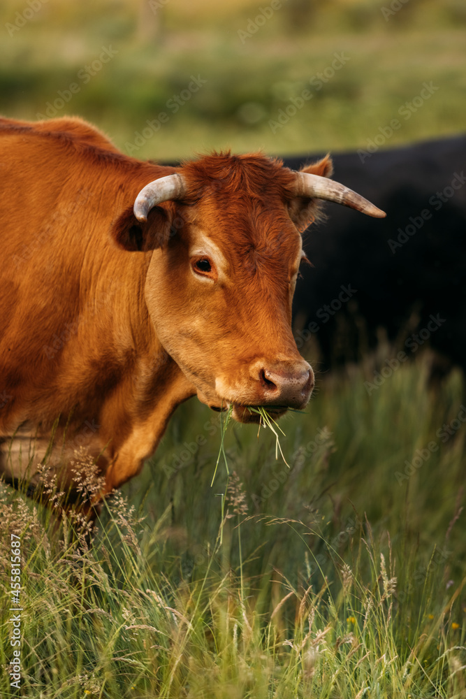 Cows grazing in green pasture in summertime Cows grazing in green pasture in summertime