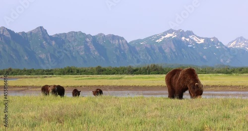 A brown bear sow and her cubs graze on grass in Katmai, Alaska.