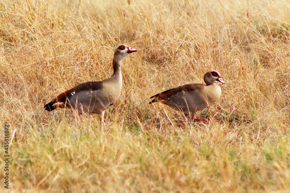 Egyptian goose in the grass Egyptian goose in the grass