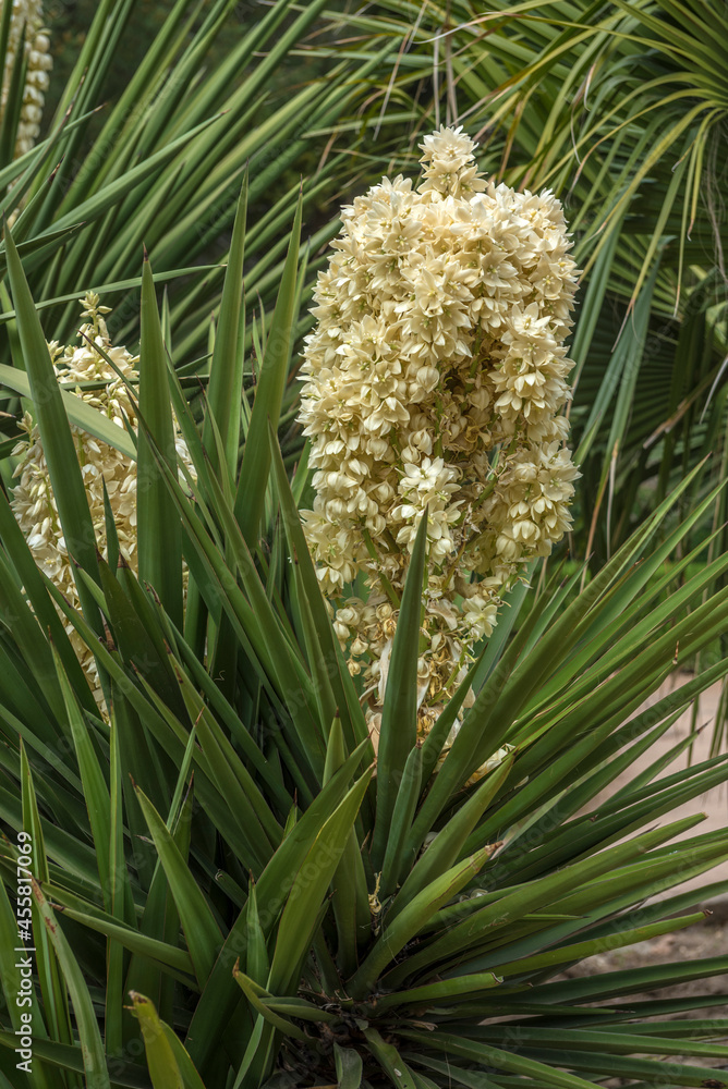 Obraz premium Blooming Yucca gloriosa in the landscape park