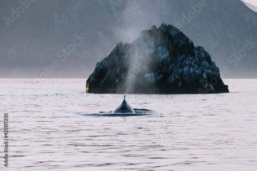 Whale Fin photo