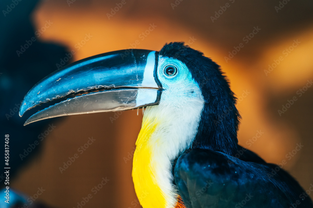 Fototapeta premium Toucan bird with big black nose or beak, close up.