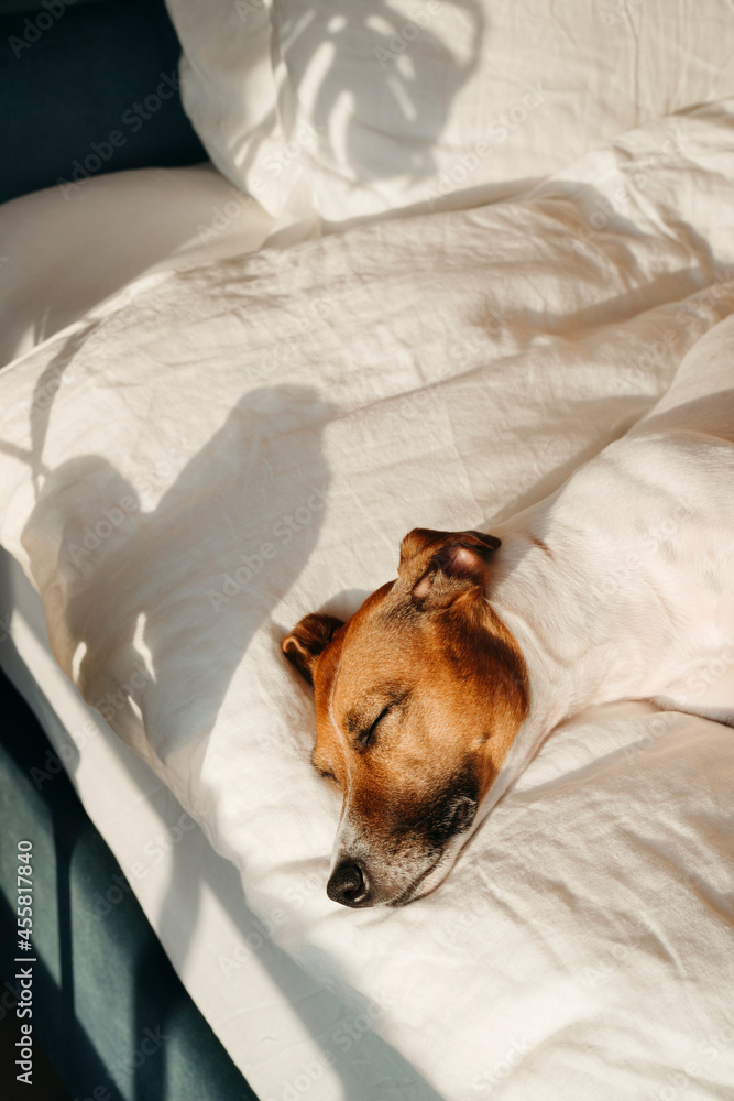 A cute dog is sleeping on the bed. A cute dog is sleeping on the bed.