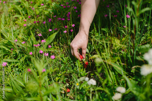 Wild Strawberries
