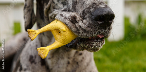 Cute dog playing with squeaky toy in park