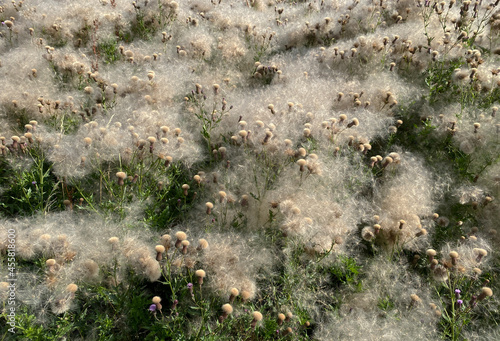 overblown thistles
 photo