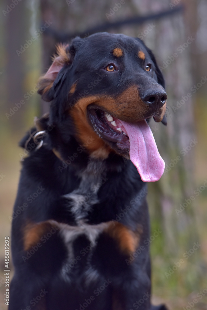 beautiful large brown dog mestizo rottweiler