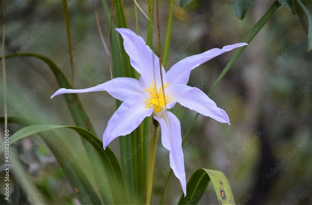 Obraz premium canela-de-ema