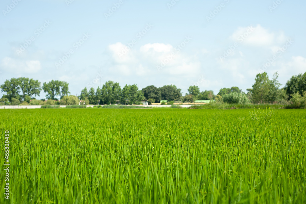 Agriculture green young rice plants in the field under blue sky and trees back at countryside. farm, growth and agriculture concept in iran, mazandaran province. Agriculture green young rice plants in the field under blue sky and trees back at countryside. farm, growth and agriculture concept in iran, mazandaran province.