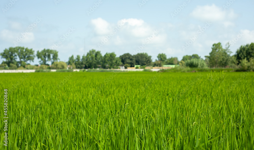 Agriculture green young rice plants in the field under blue sky and trees back at countryside. farm, growth and agriculture concept in iran, mazandaran province. Agriculture green young rice plants in the field under blue sky and trees back at countryside. farm, growth and agriculture concept in iran, mazandaran province.