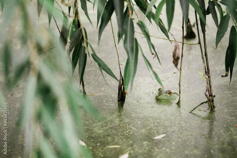 Naklejka premium Underneath a willow tree, a green bullfrog peers above the water's surface in an algae covered pond.