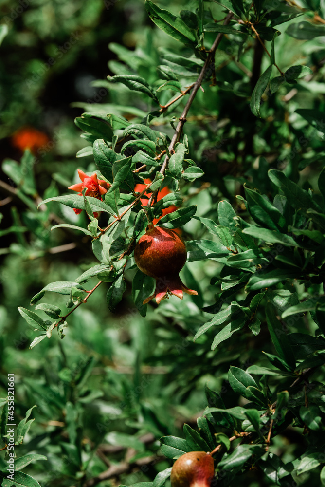 Young pomegranates growing on a tree. 