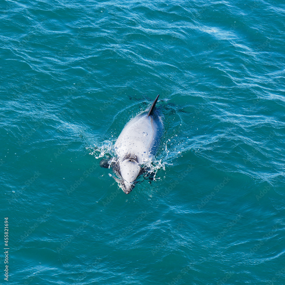 Obraz premium Hectors dolphin, endangered dolphin, New Zealand. Cetacean endemic to New Zealand