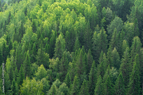 background, landscape - tops of trees in the forest from a bird's eye view © Evgeny