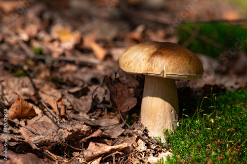edible porcini mushroom grows among moss and fallen leaves