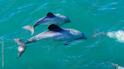Hectors dolphins, mother and baby calf, endangered dolphin, New Zealand. photo