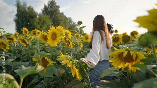 Beautiful Girl Goes AcrossField Of Yellow Sunflowers, Sunflower Flowers Swaying