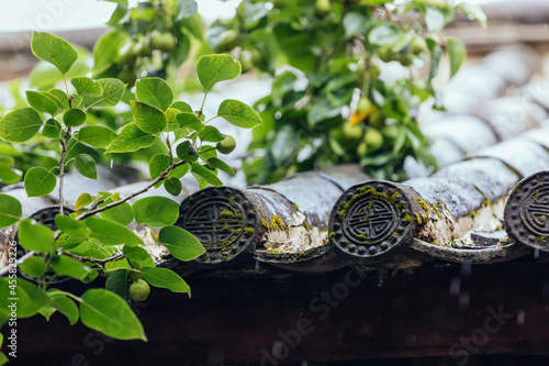 Plumtree with Chinese ancient house tile photo