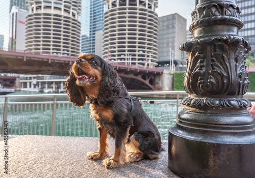 A cute cavalier king charles spaniel dog goes for a walk in the city  downtown Chicago  in the Loop.