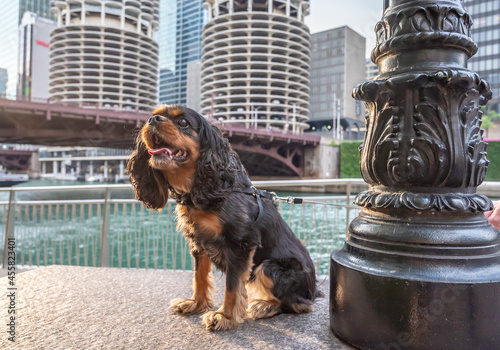 A cute cavalier king charles spaniel dog goes for a walk in the city, downtown Chicago, in the Loop. photo