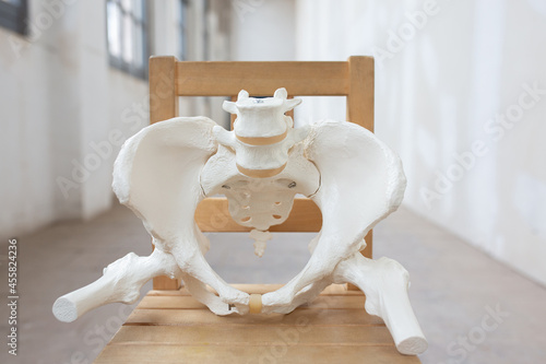 Pelvis, human skeleton, female pelvic bone anatomy, hip photo