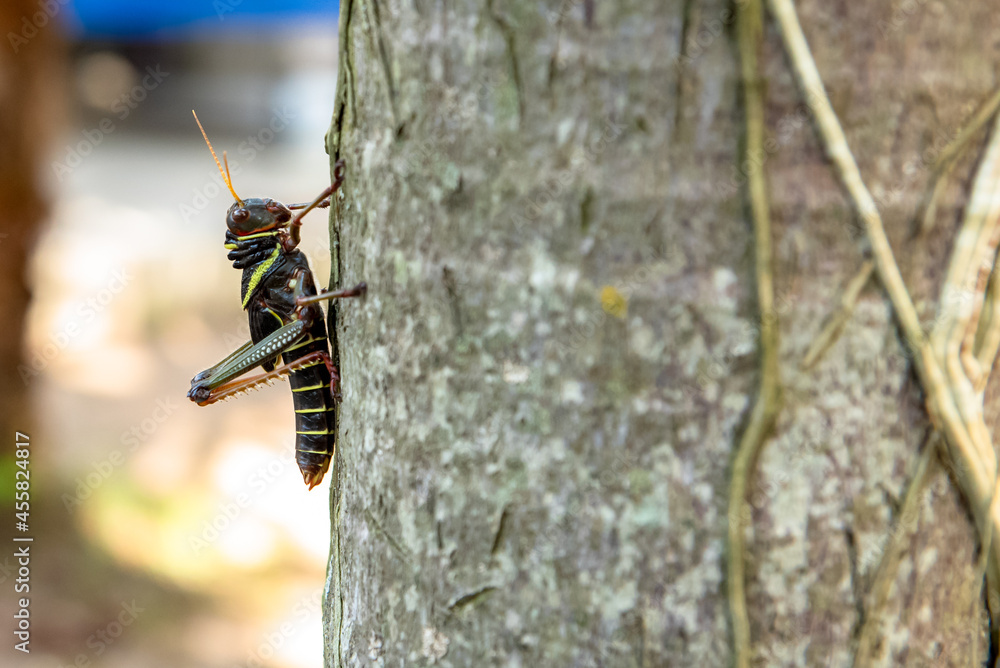 Rustic grasshopper on a tree Rustic grasshopper on a tree