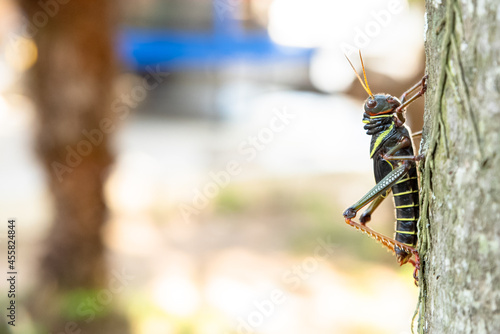 Rustic grasshopper on a tree