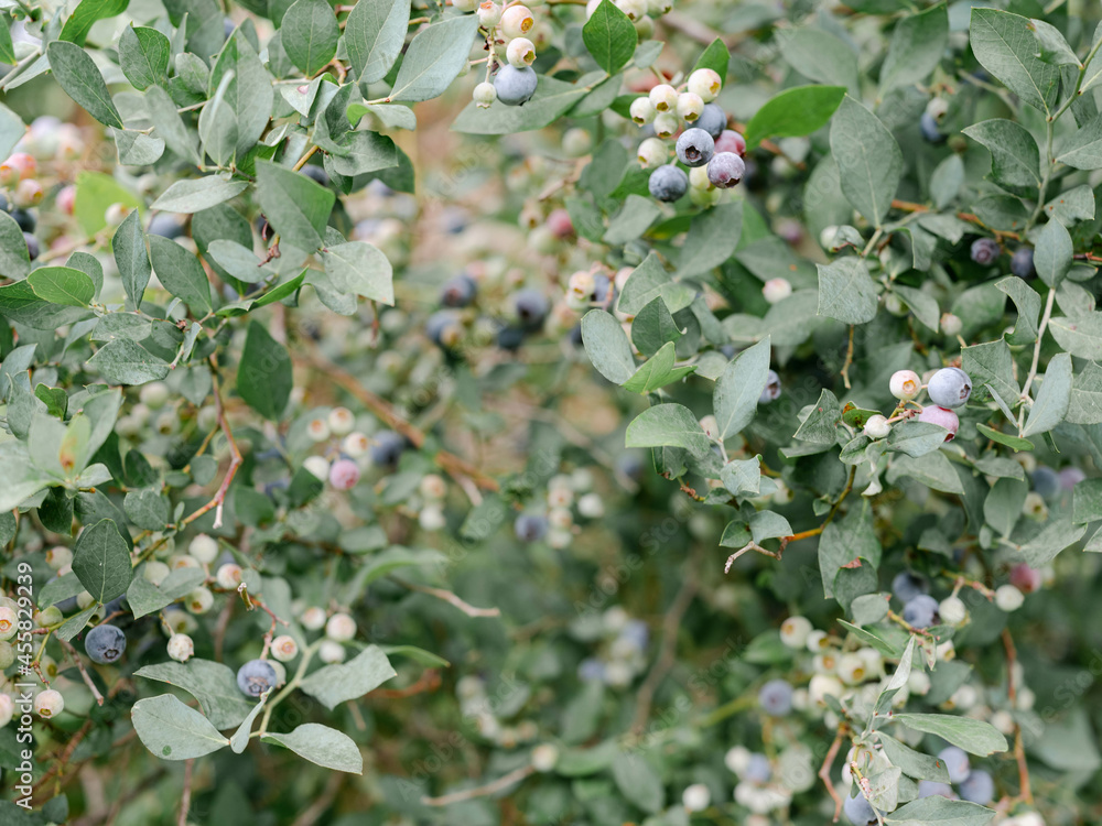 Unripe and ripe blueberries on a blueberry bush Unripe and ripe blueberries on a blueberry bush