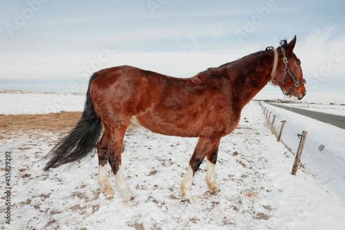 A horse in the snow photo
