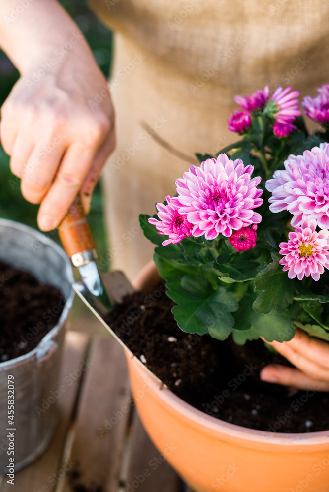 Gardener repotting Chrysanthemums flowers Gardener repotting Chrysanthemums flowers