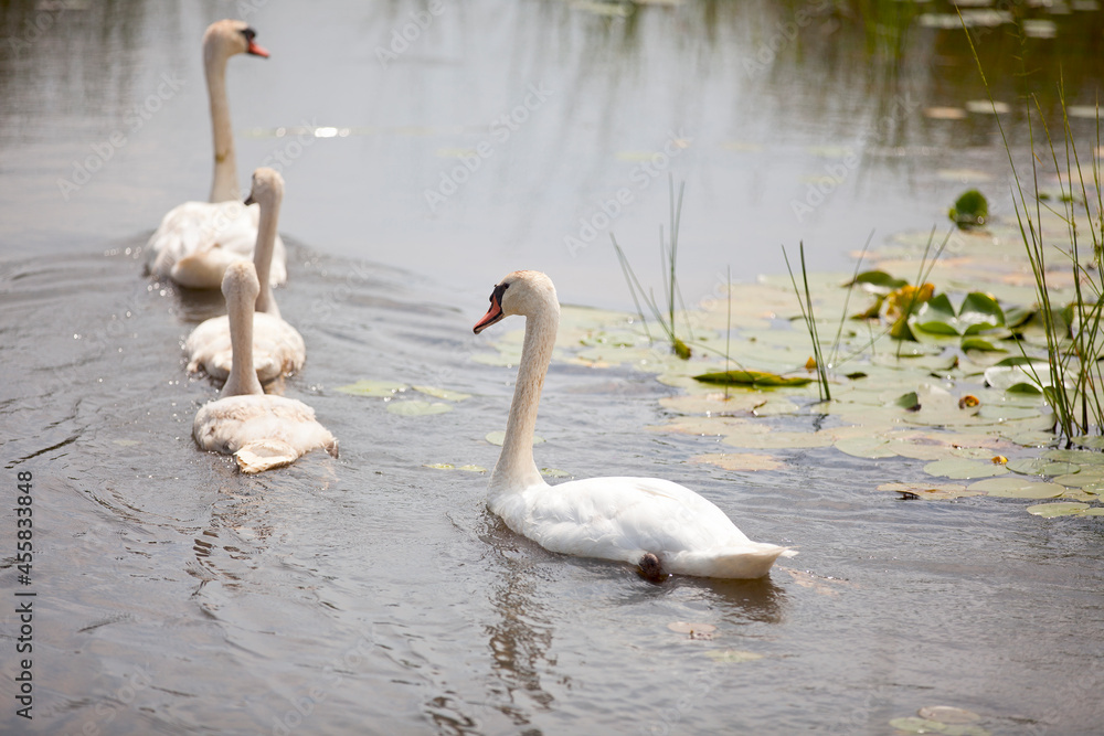 Obraz premium Swans swimming through a watery marsh in Ontario.