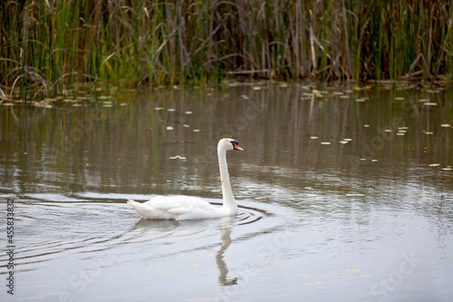 Swans swimming through a watery marsh in Ontario.