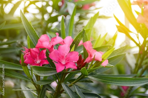 pink nerium oleander flower in nature garden