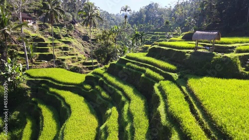 Drone aerial view flying low over paddy rice fields in Tegalalang Ubud Bali Indonesia. photo