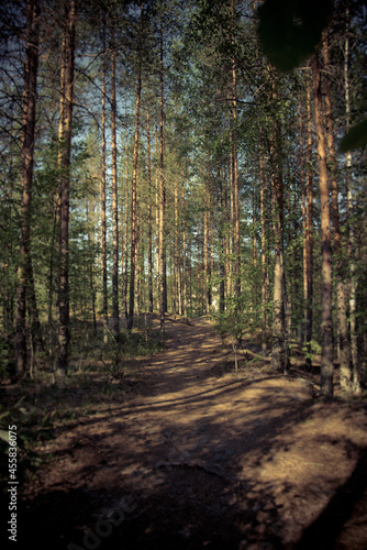 path in the woods