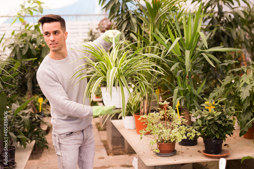 Young man engaged in growing of houseplants in greenhouse checking variegated Chlorophytum comosum in hanging pot
