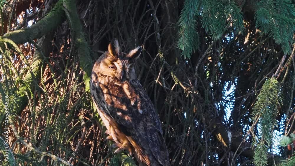 Long-eared owl perched on a tree on a sunny day in Veluwe, Netherlands Long-eared owl perched on a tree on a sunny day in Veluwe, Netherlands
