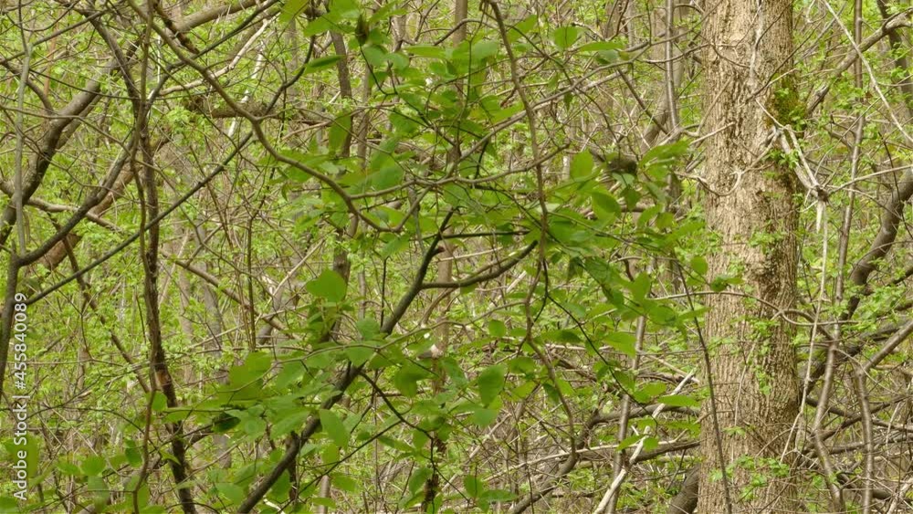 Warbler bird wandering on tree in the forest, green wild woodland Warbler bird wandering on tree in the forest, green wild woodland