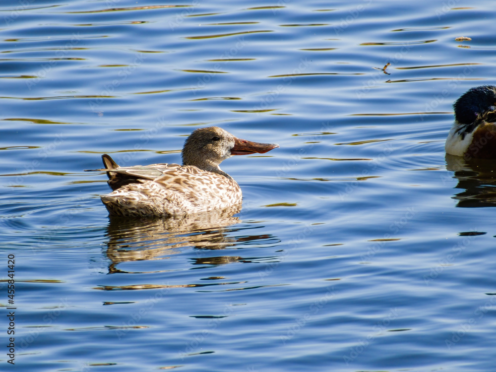 Close up shot of cute Domestic duck swimming Close up shot of cute Domestic duck swimming