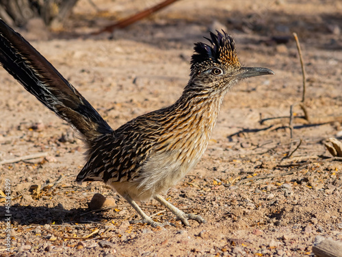 Close up shot of cute Roadrunner on the ground