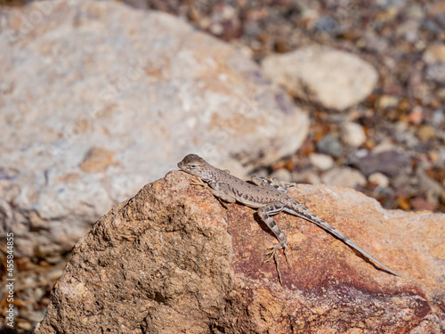Close up shot of a cute Lizard © Kit Leong