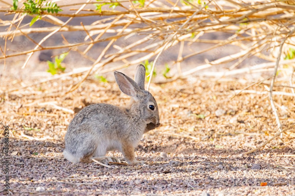 Close up shot of a cute Cottontail rabbit Close up shot of a cute Cottontail rabbit