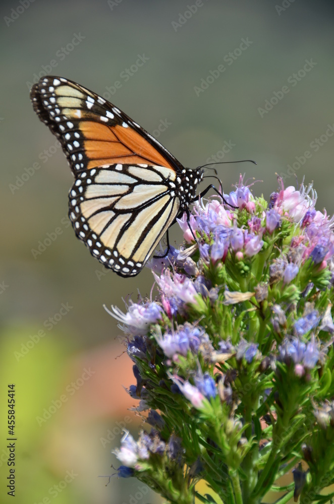 MARIPOSA MONARCA EN UNA FLOR MARIPOSA MONARCA EN UNA FLOR
