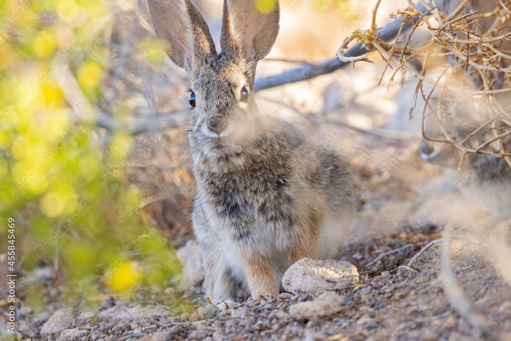 Close up shot of a cute Cottontail rabbit Close up shot of a cute Cottontail rabbit
