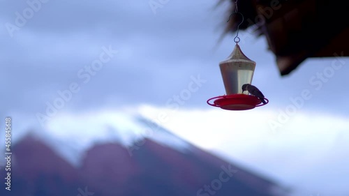 Hummingbird Feeding. Cotopaxi volcano in background, Ecuador Landmark. South America